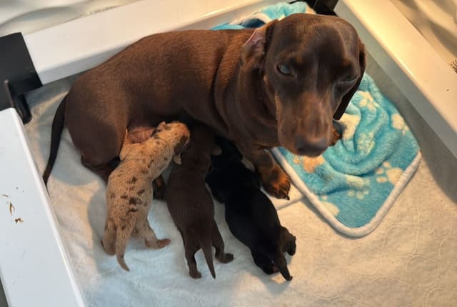 Miniature Short hair Dachshund Puppies media 2