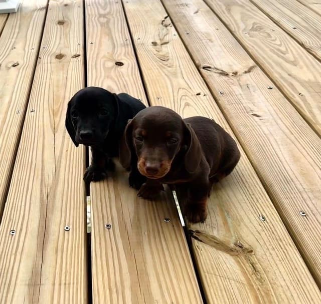 Miniature Short hair Dachshund Puppies media 9