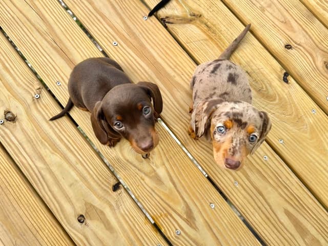 Miniature Short hair Dachshund Puppies media 10