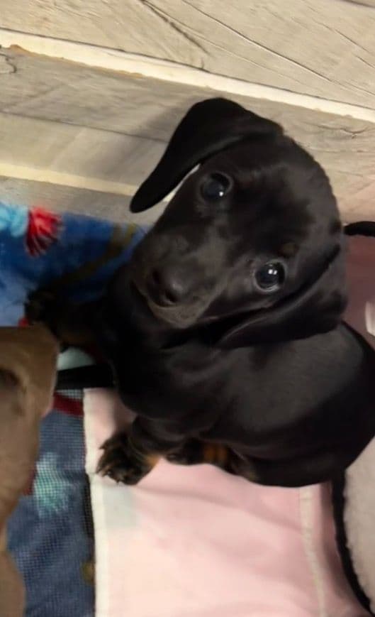 Miniature Short hair Dachshund Puppies media 12
