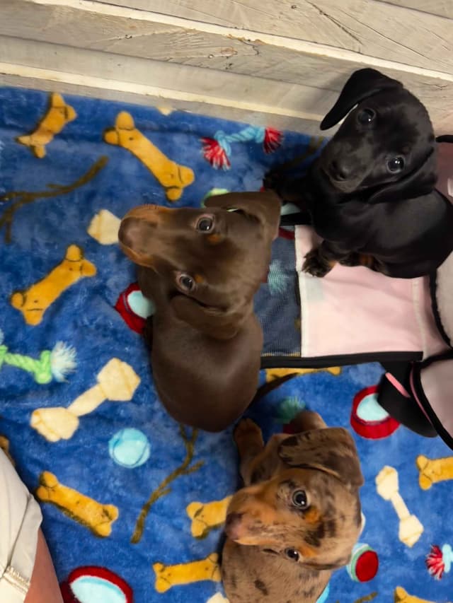 Miniature Short hair Dachshund Puppies media 13