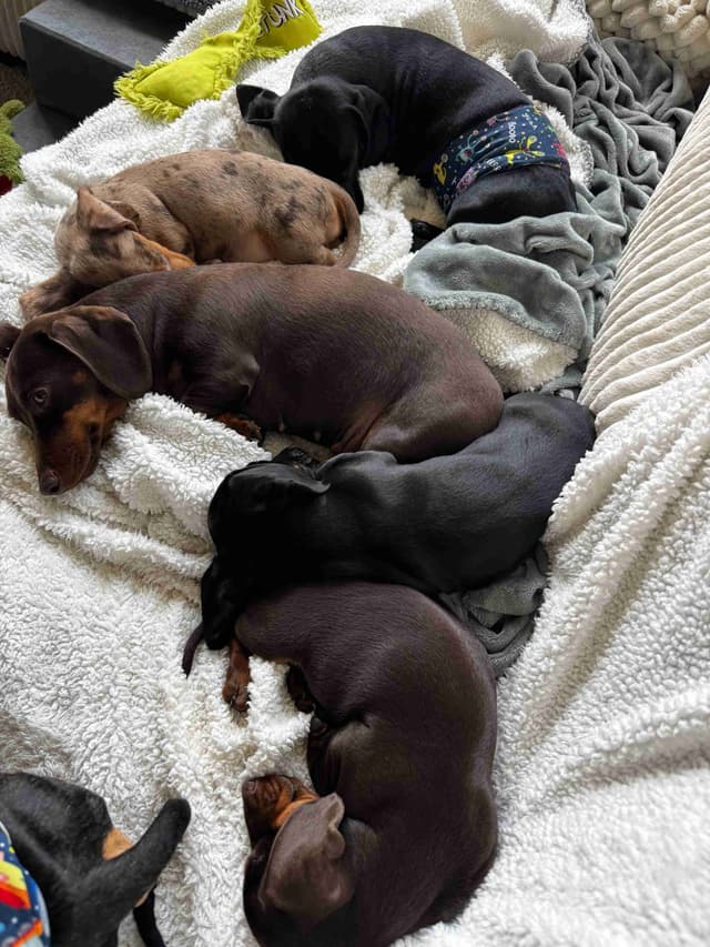 Miniature Short hair Dachshund Puppies media 15