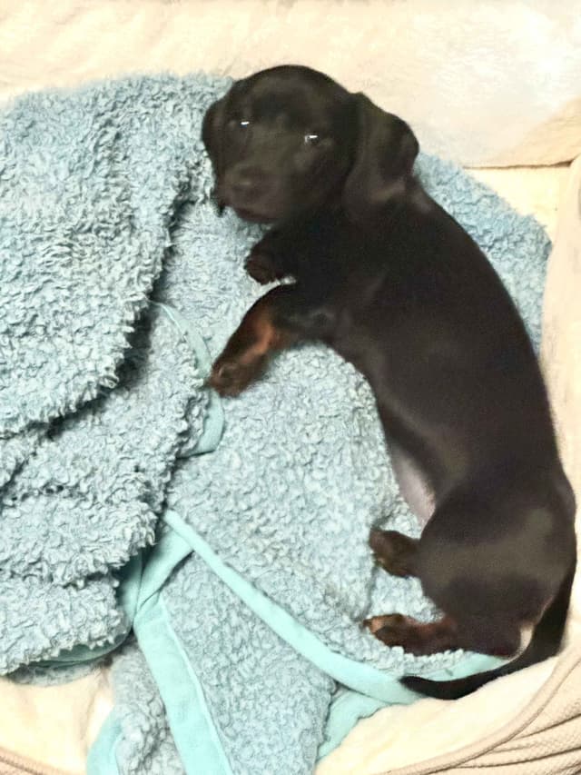 Miniature Short hair Dachshund Puppies media 14