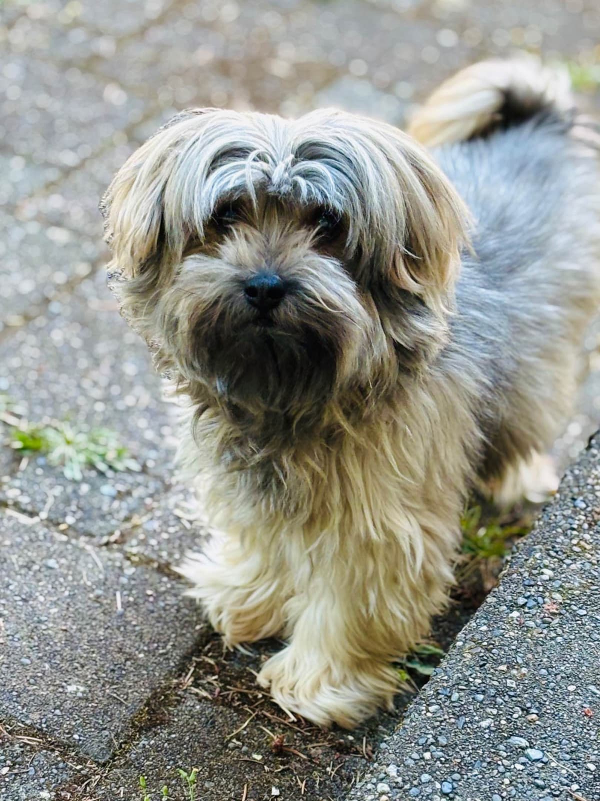 Havanese Puppies breeder image 5