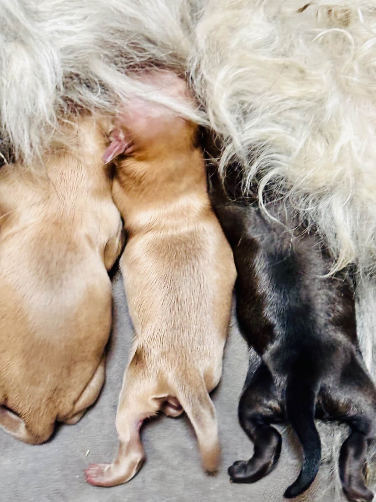 Havanese Puppies breeder image 3