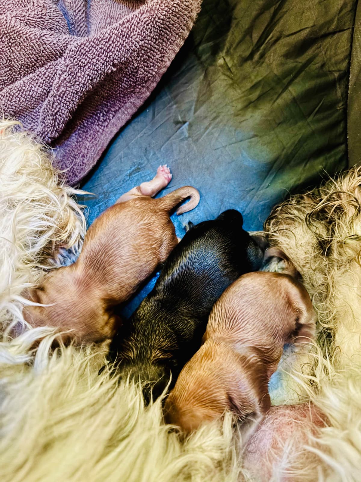 Havanese Puppies breeder image 7