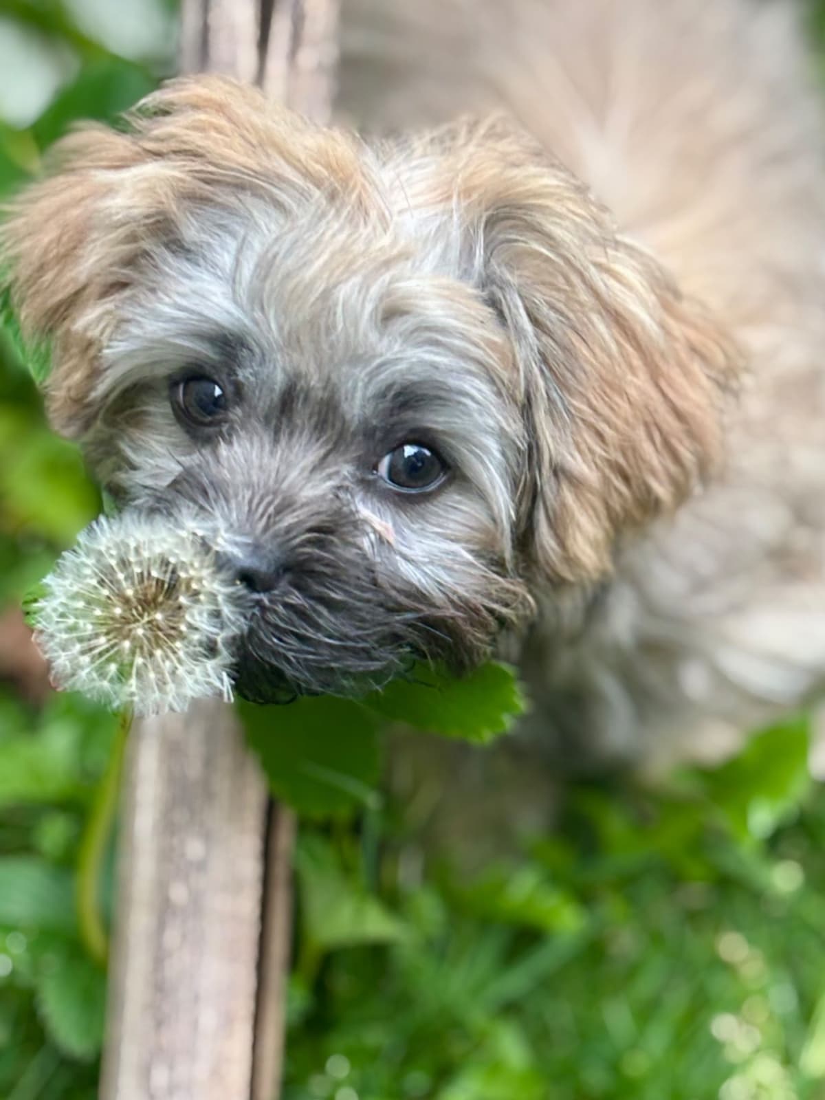 Havanese Puppies breeder image 8