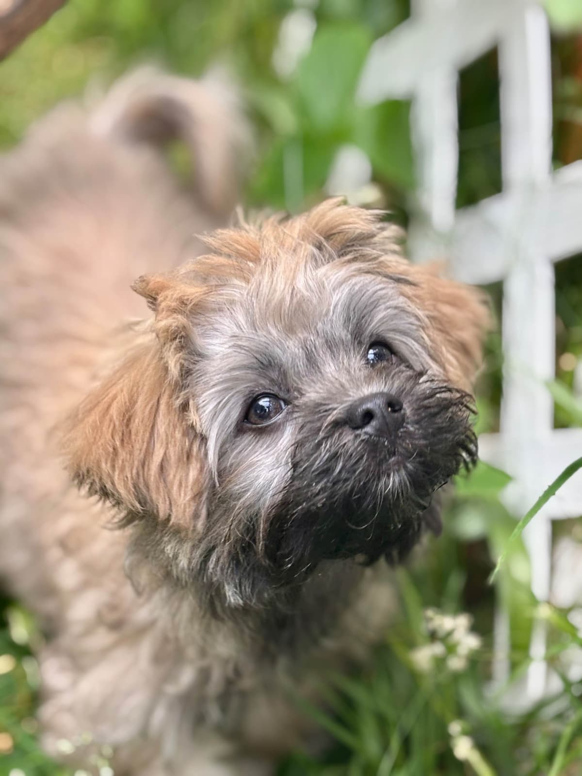 Havanese Puppies breeder image 9