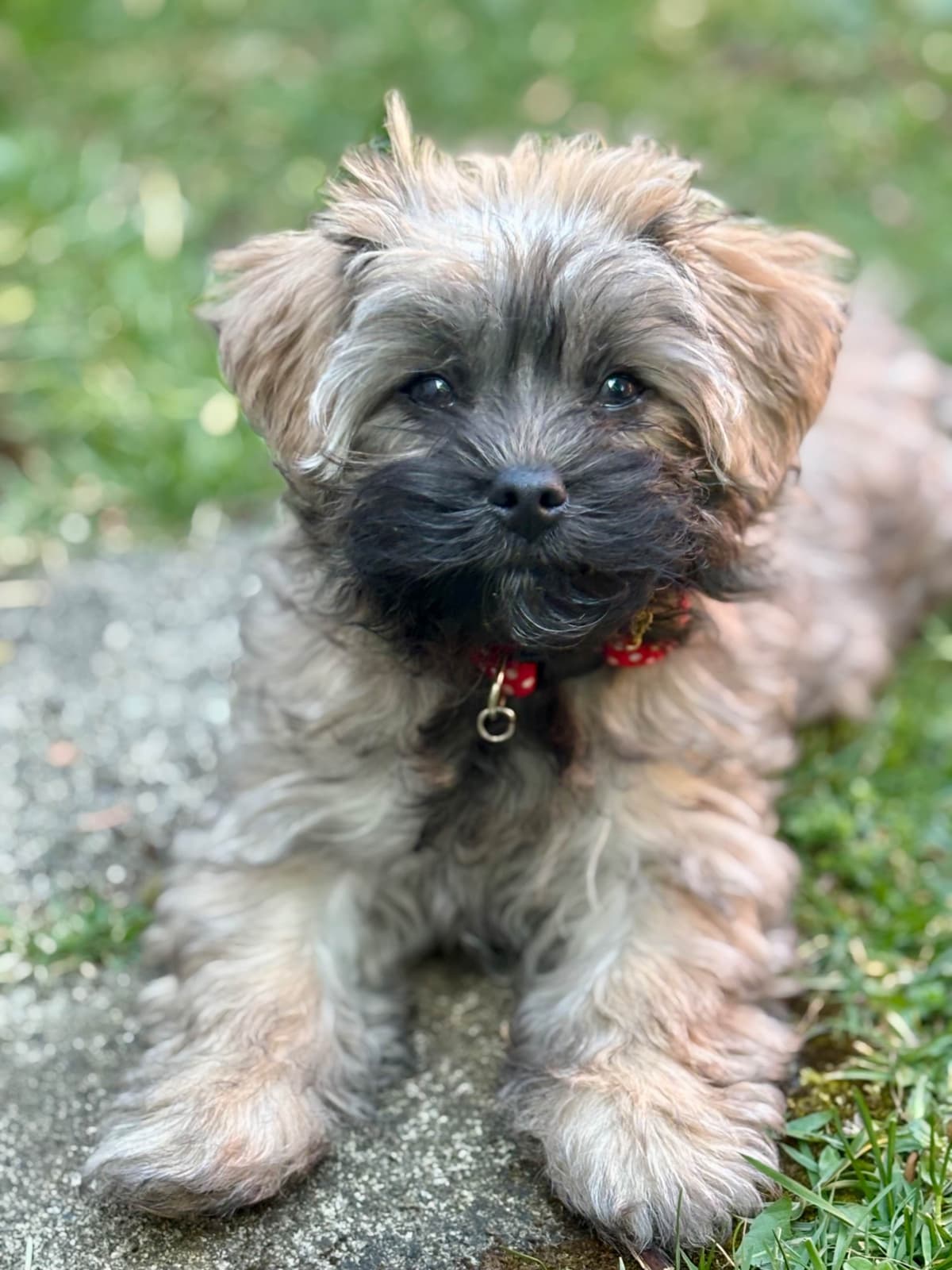 Havanese Puppies breeder image 10