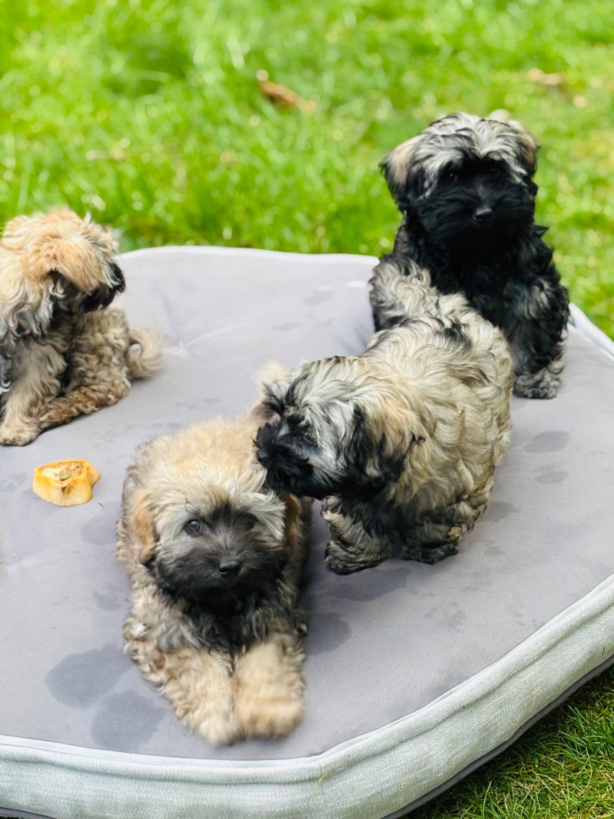 Havanese Puppies breeder image 11