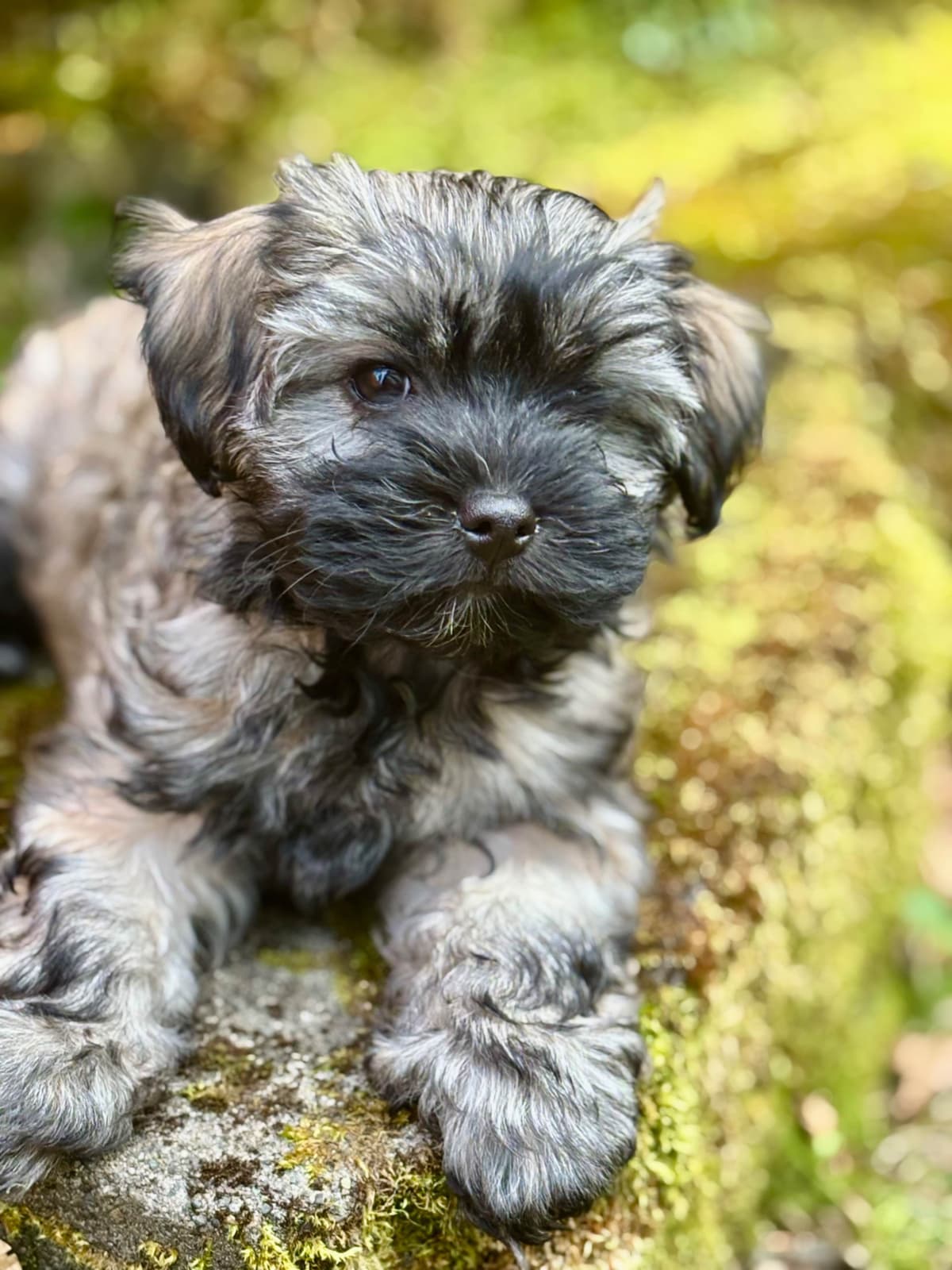 Havanese Puppies breeder image 12