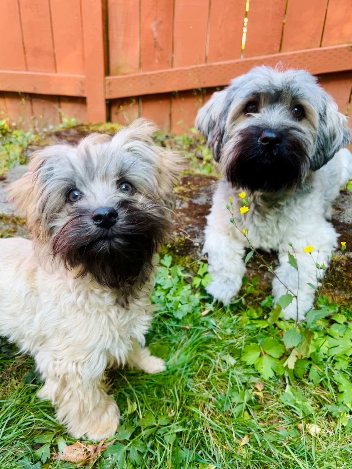 Havanese Puppies breeder image 13