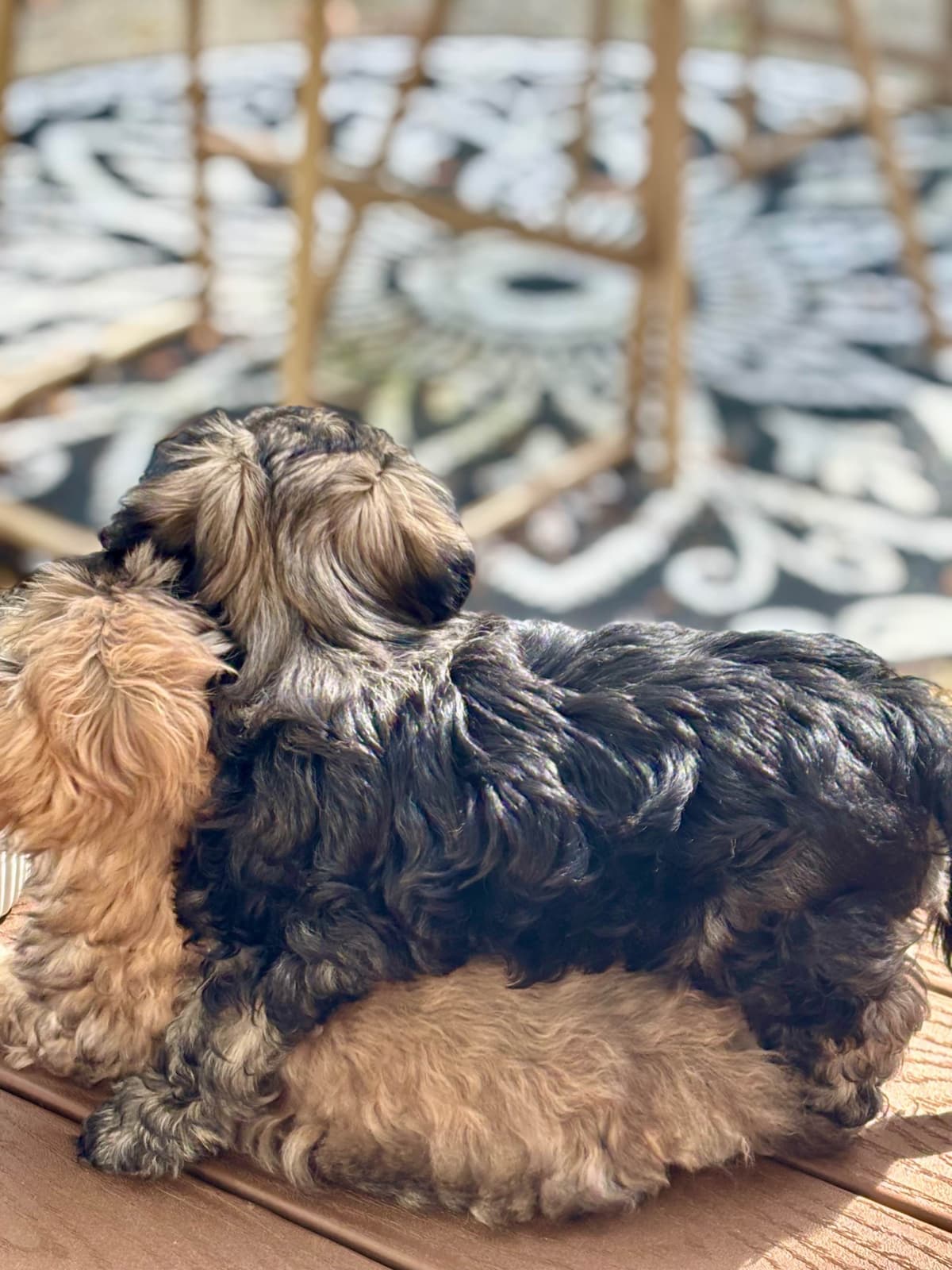 Havanese Puppies breeder image 14