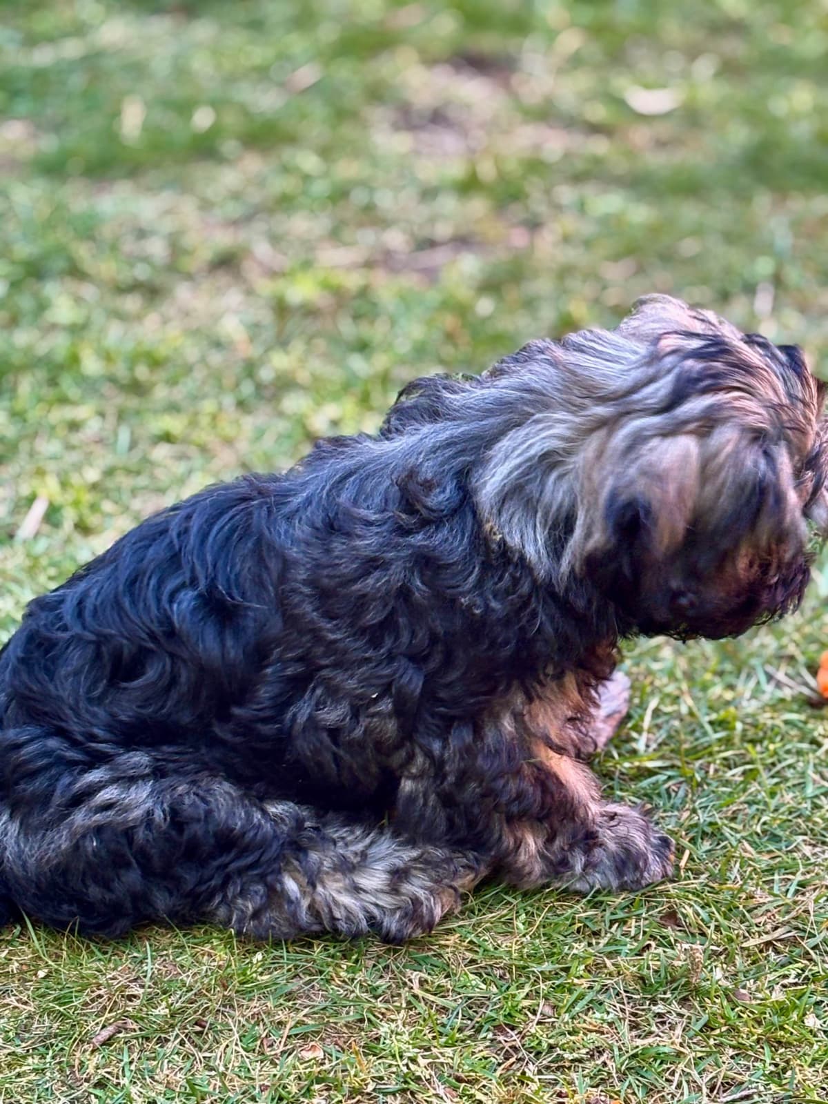 Havanese Puppies breeder image 15
