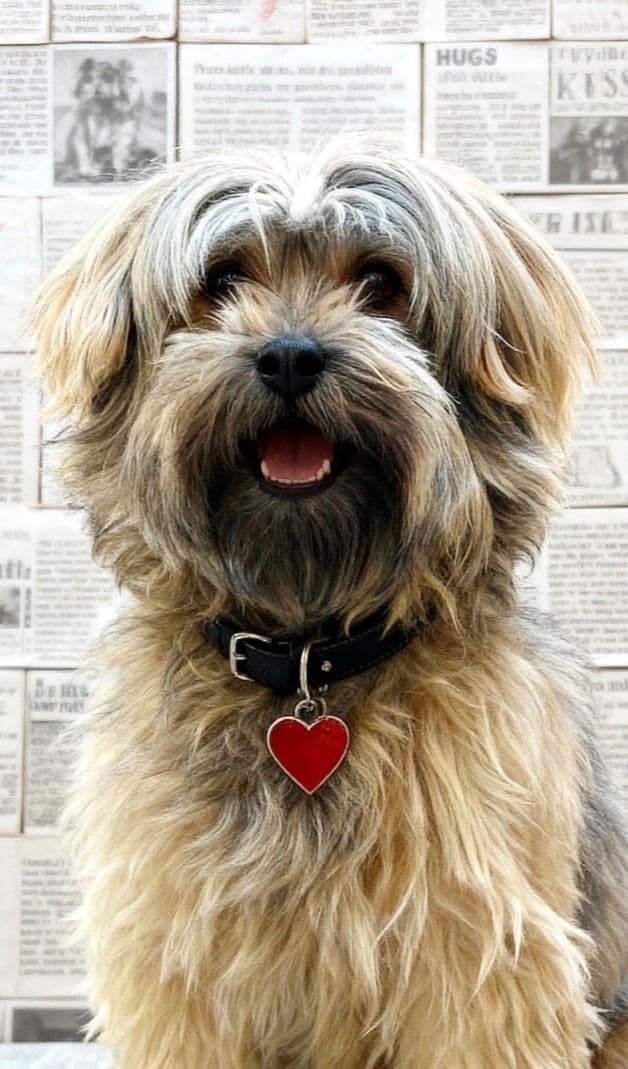 Havanese Puppies media 2