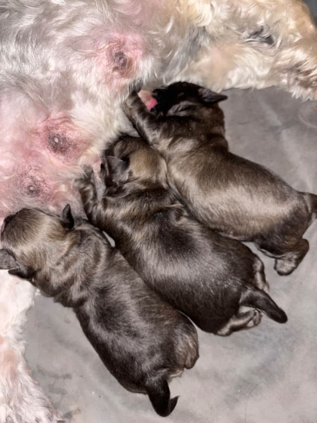 Havanese Puppies media 12