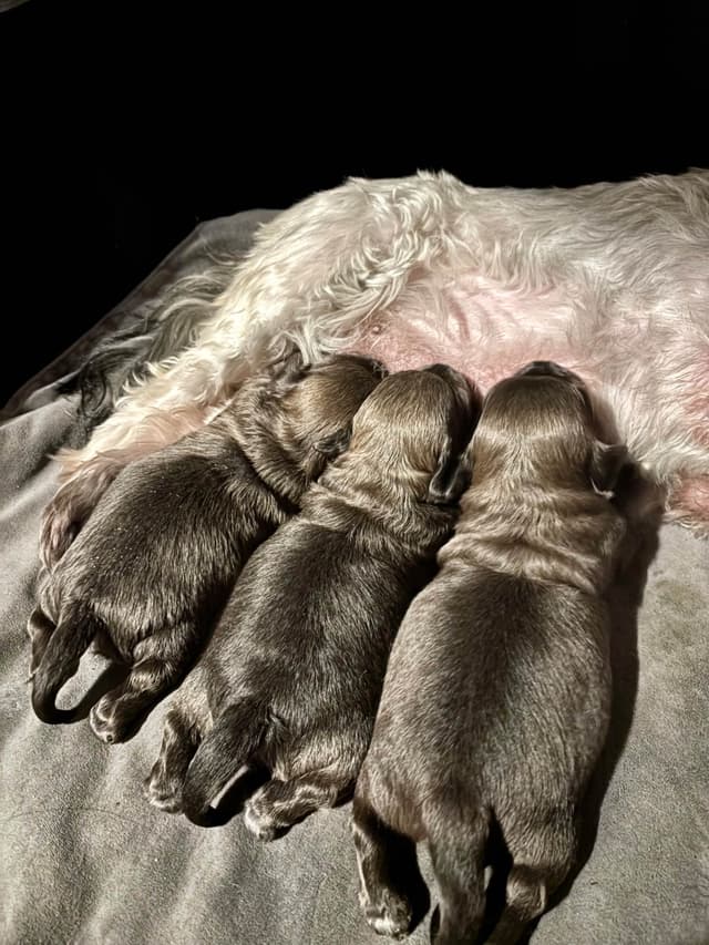 Havanese Puppies media 13