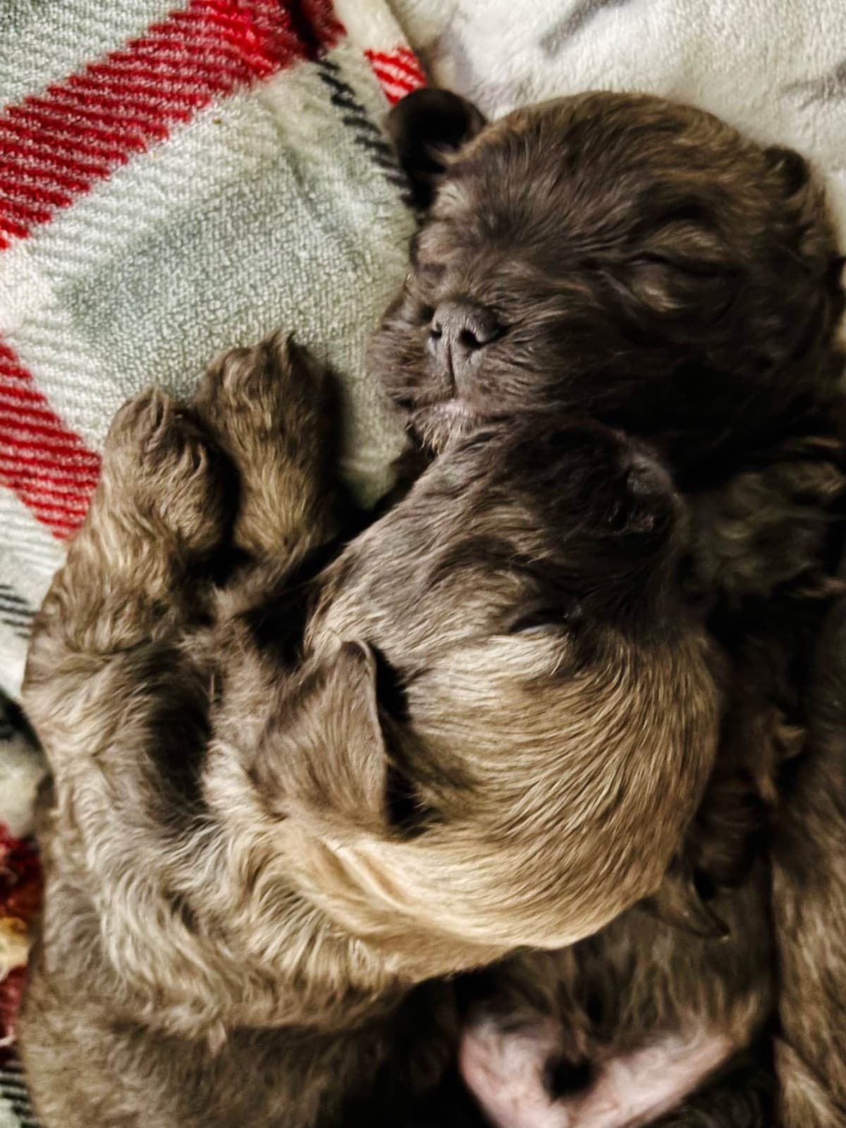 Havanese Puppies breeder image 16