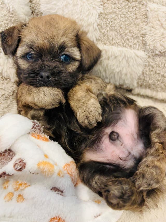 Havanese Puppies media 5