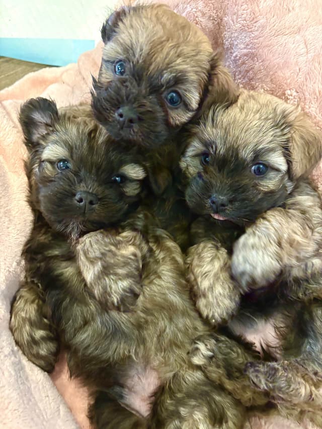Havanese Puppies media 14