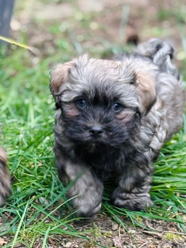 Havanese Puppies media 8