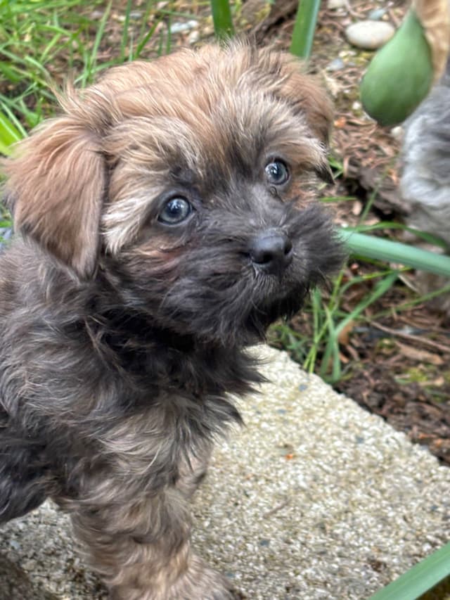 Havanese Puppies media 11