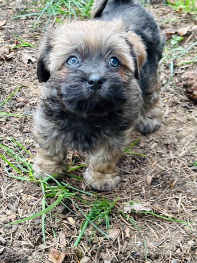 Havanese Puppies media 4