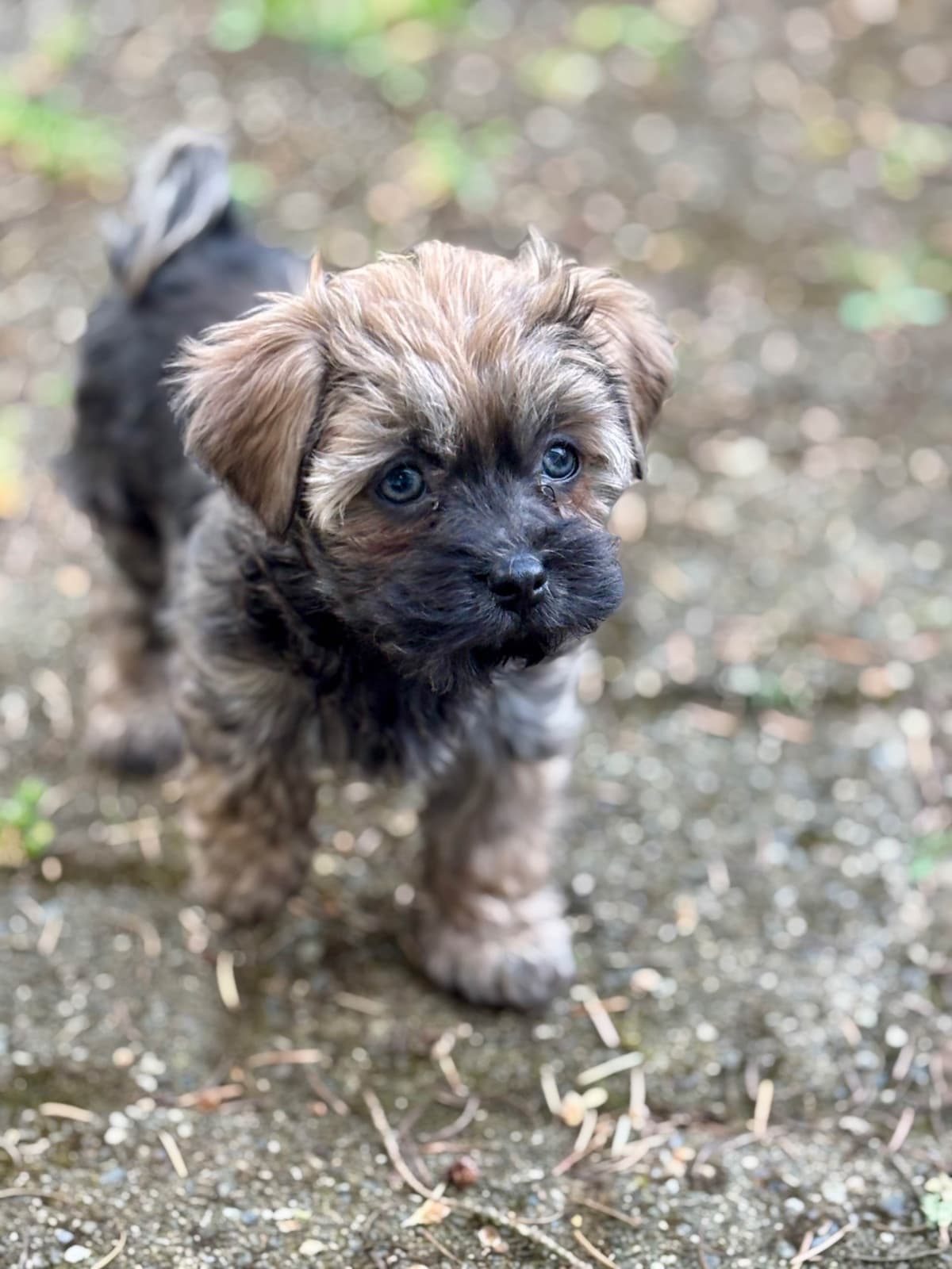 Havanese Puppies breeder image 18