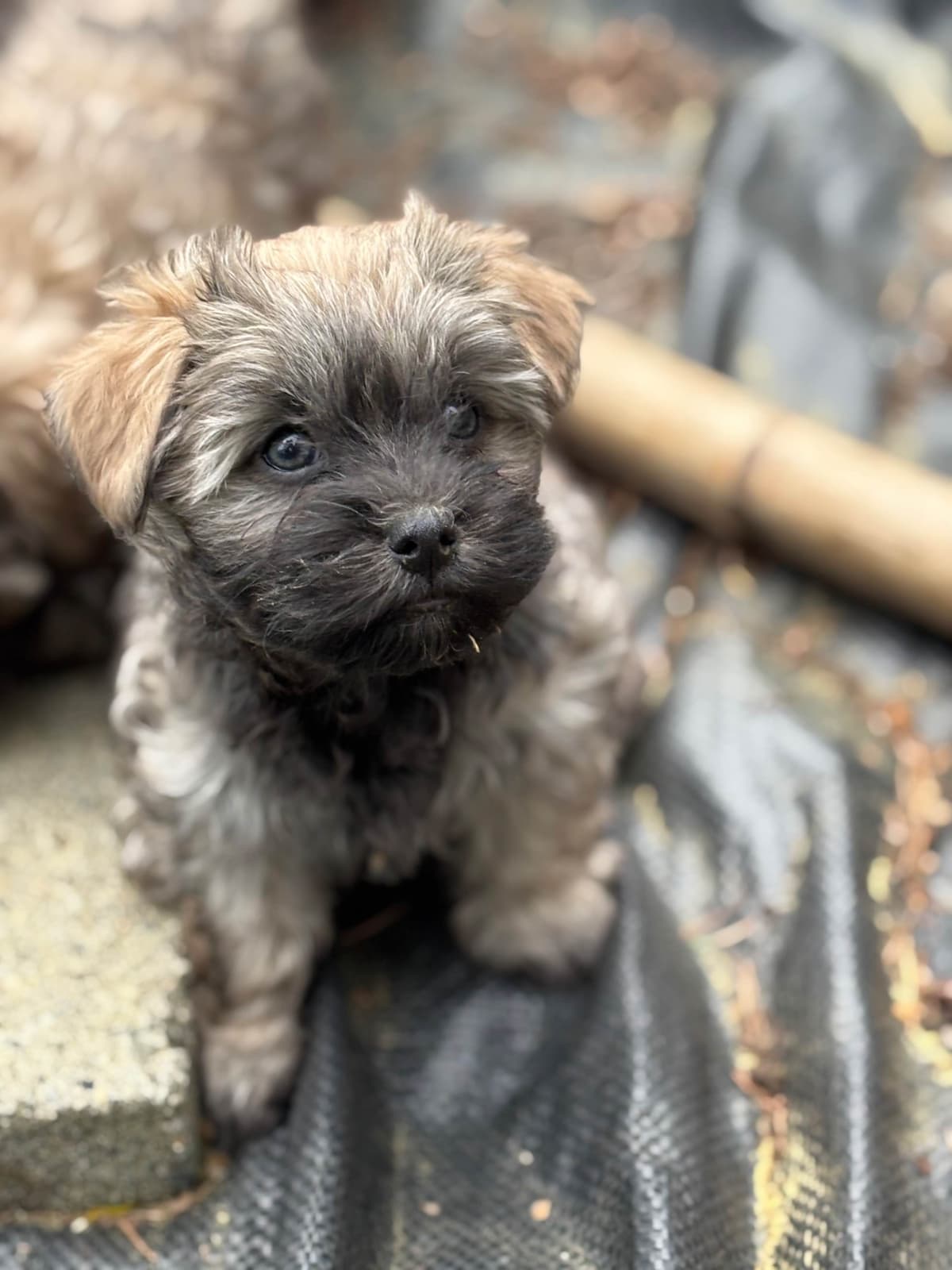 Havanese Puppies breeder image 19