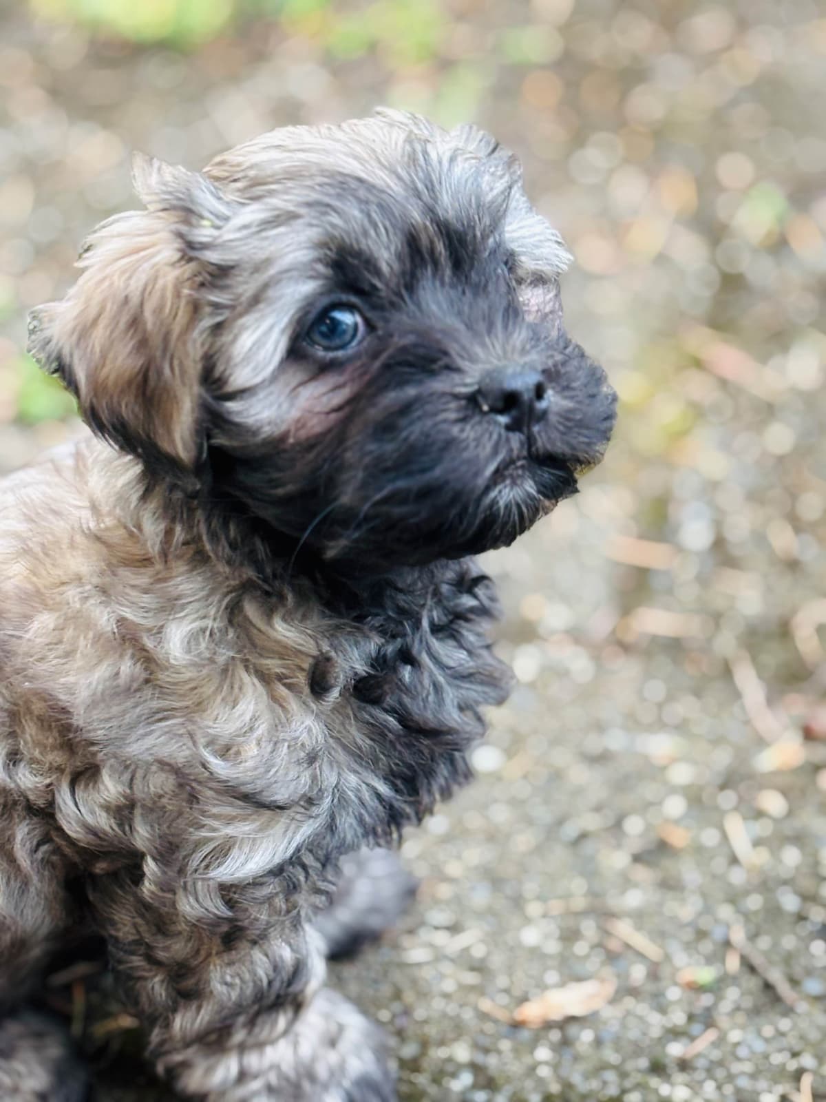 Havanese Puppies breeder image 20