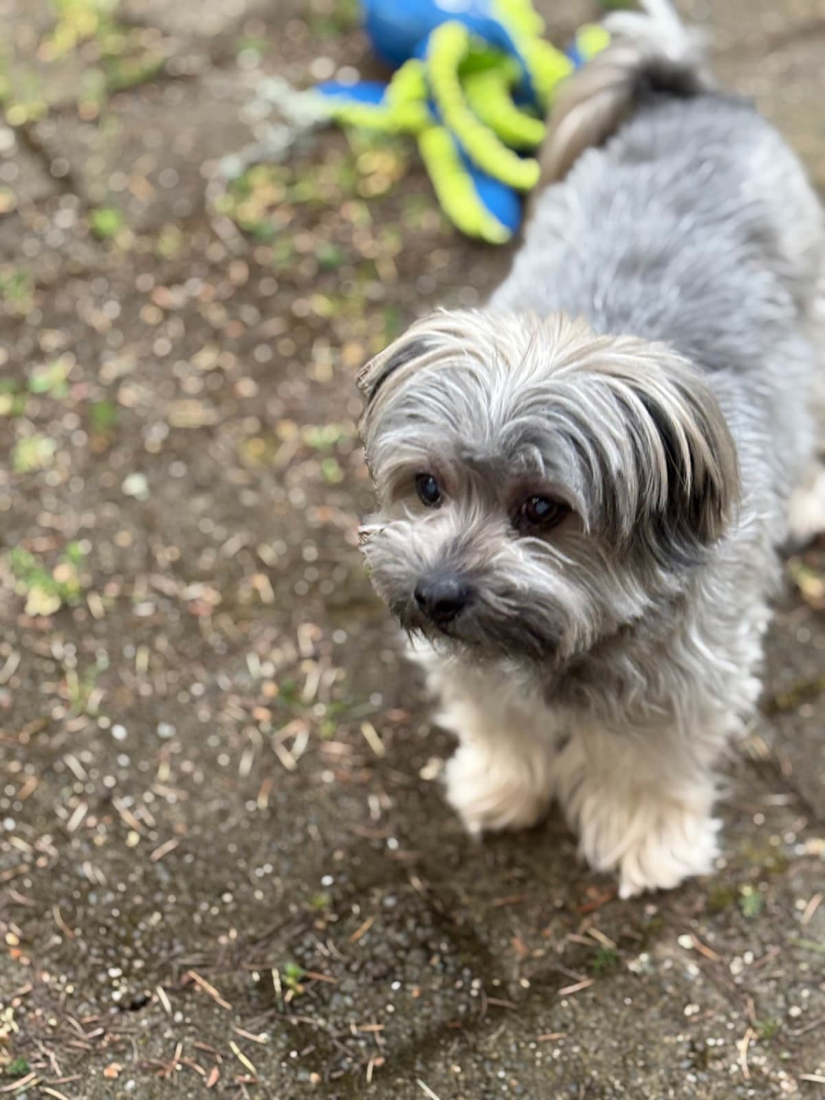 Havanese Puppies breeder image 22