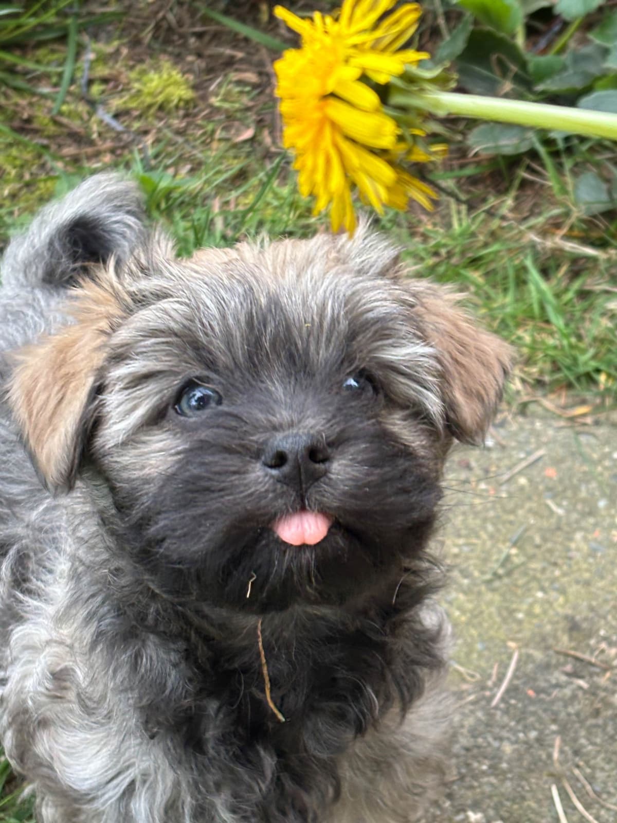 Havanese Puppies breeder image 21