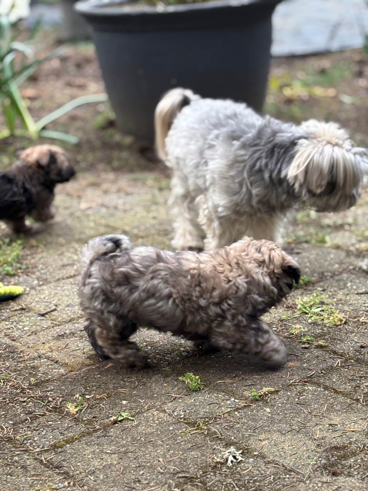Havanese Puppies breeder image 26