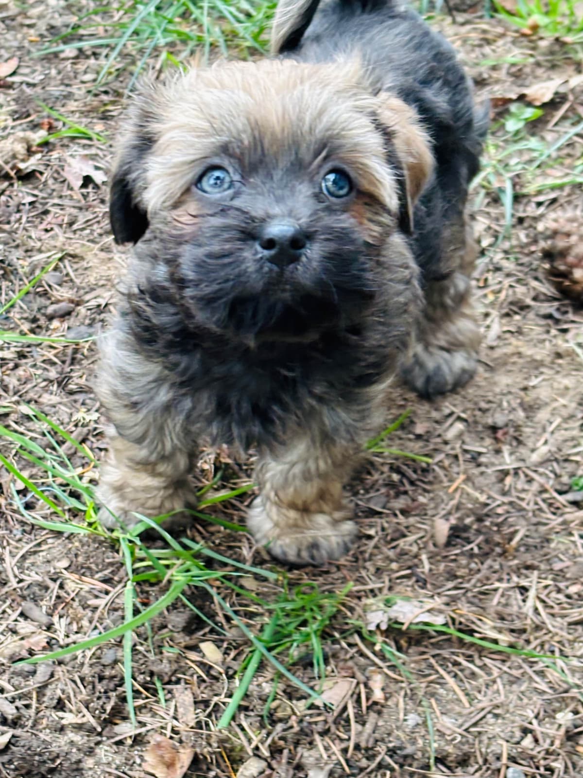 Havanese Puppies breeder image 24