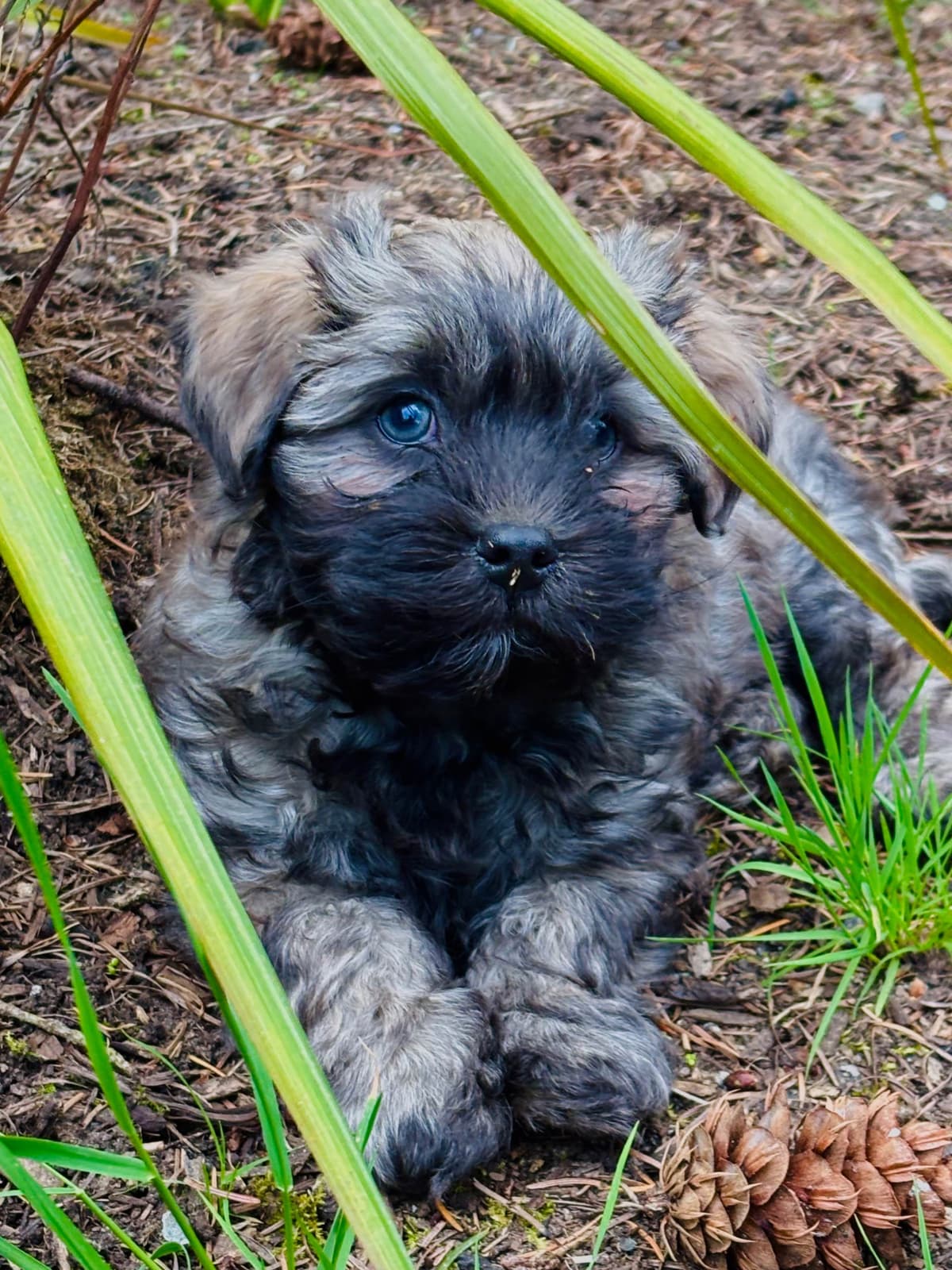 Havanese Puppies breeder image 27
