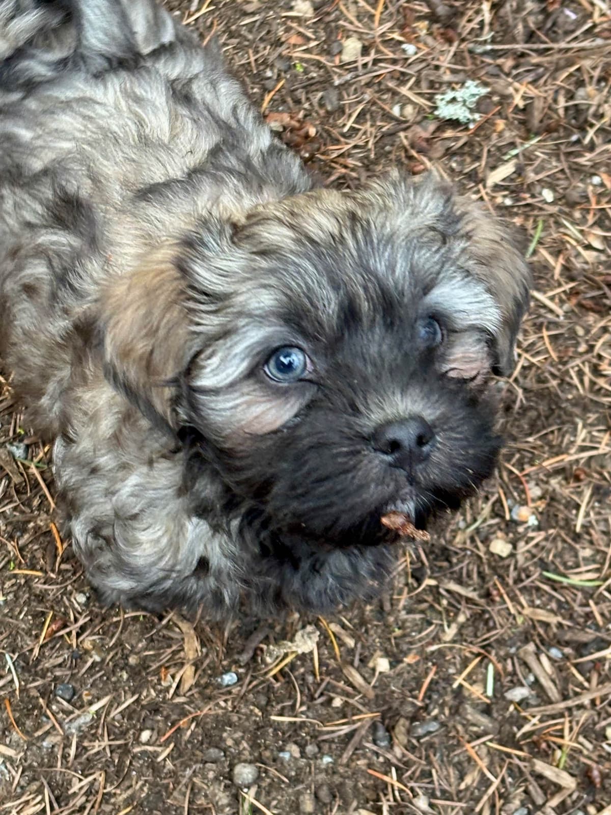 Havanese Puppies breeder image 28