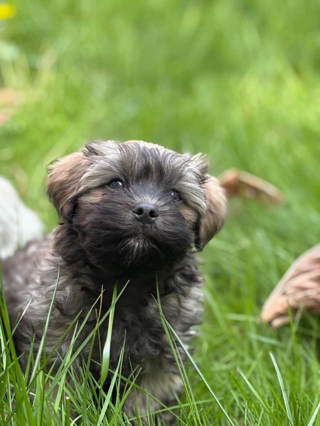Havanese Puppies media 15