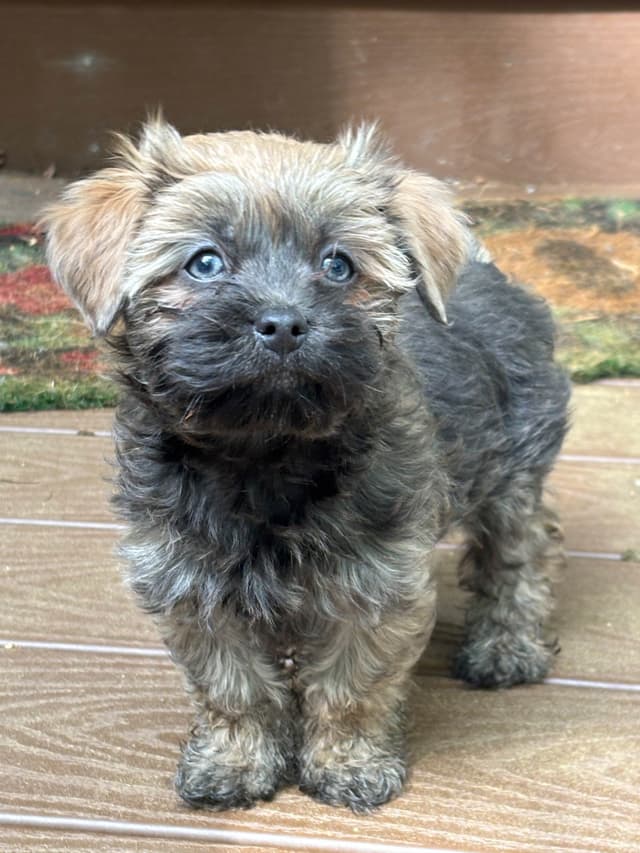 Havanese Puppies media 16