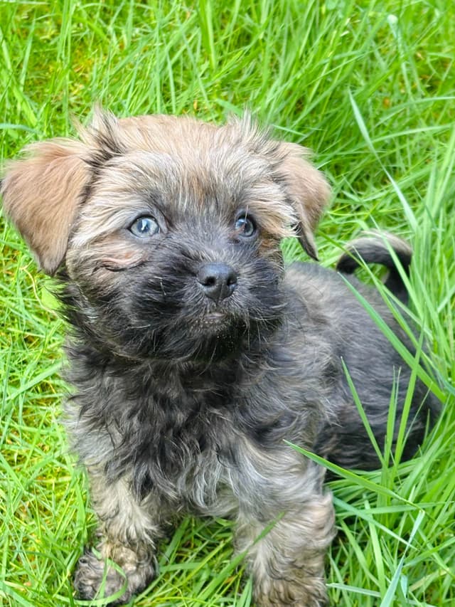 Havanese Puppies media 17