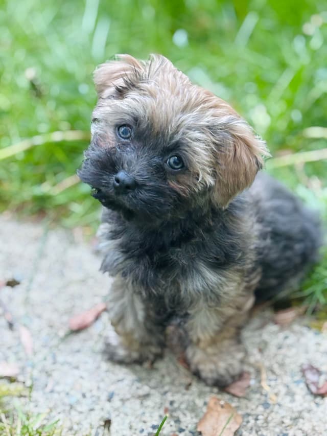 Havanese Puppies media 18