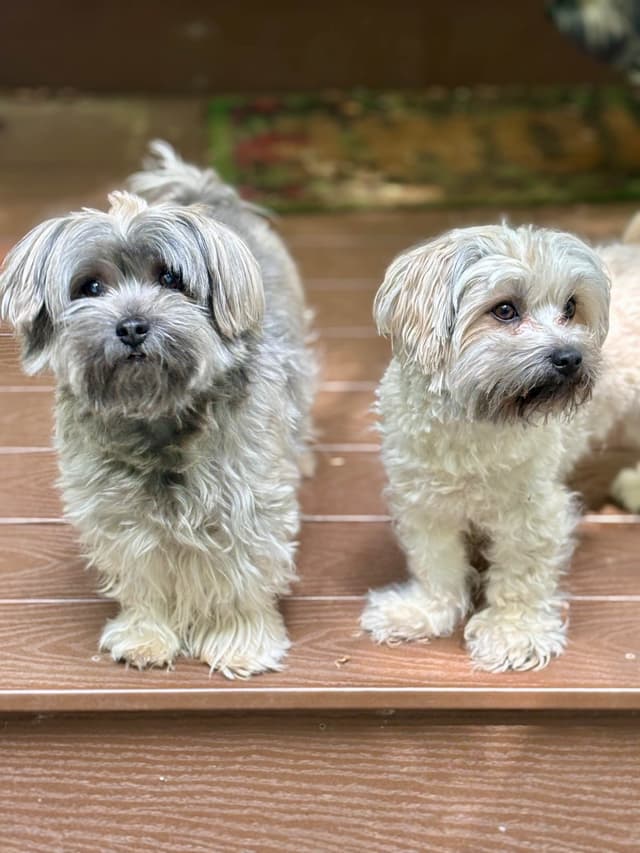 Havanese Puppies media 19