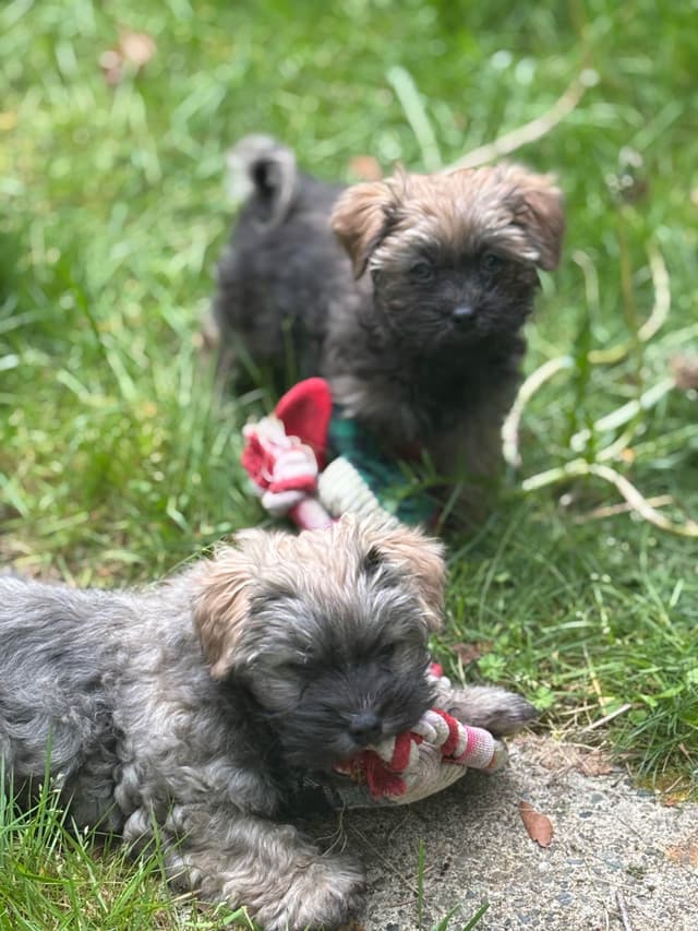 Havanese Puppies media 20