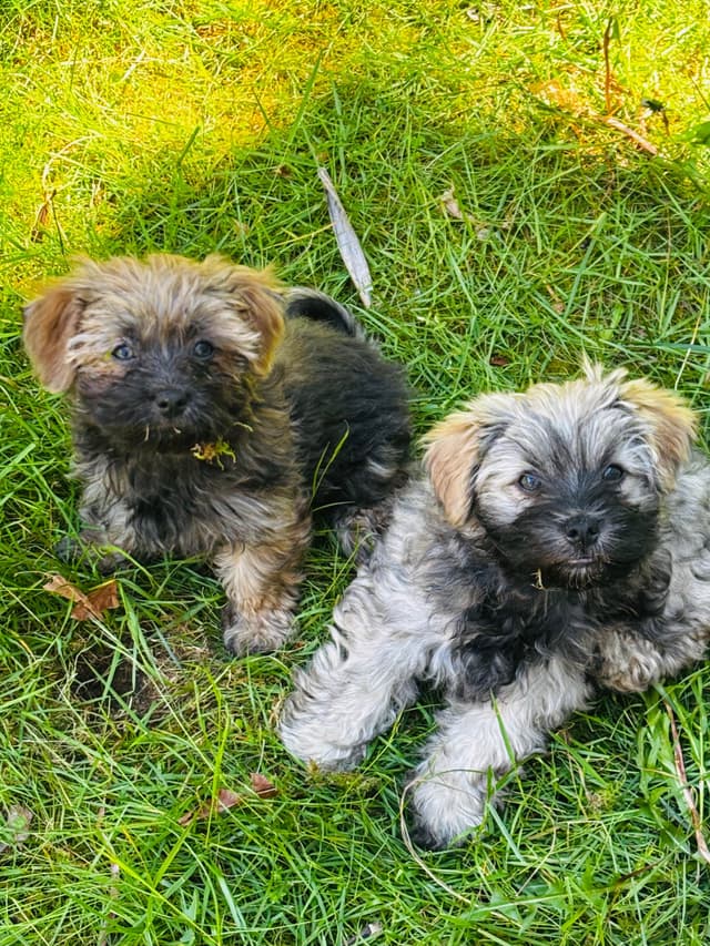 Havanese Puppies media 21