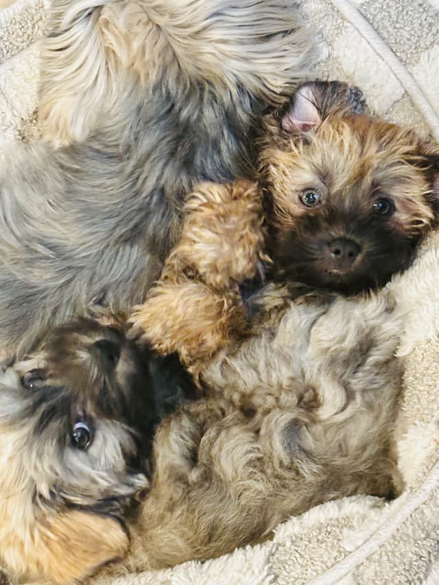 Havanese Puppies media 22