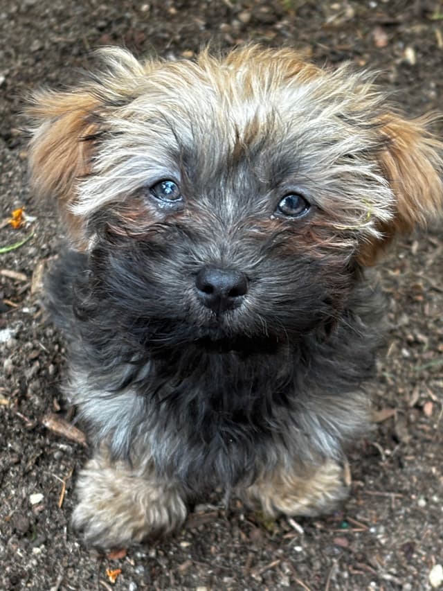 Havanese Puppies media 23