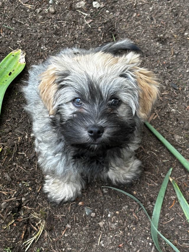 Havanese Puppies media 24