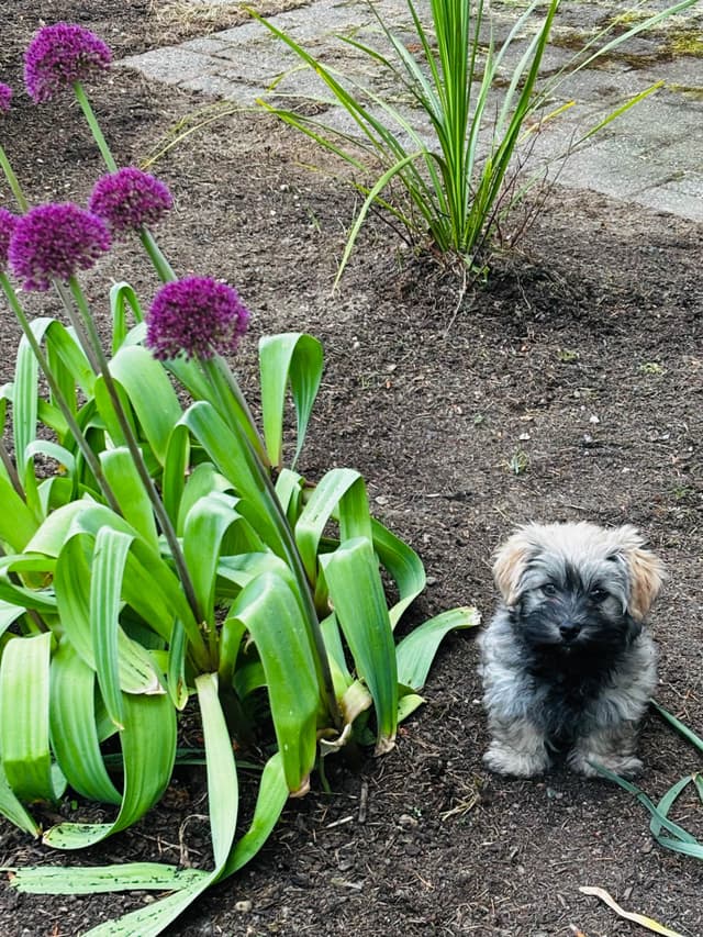 Havanese Puppies media 25