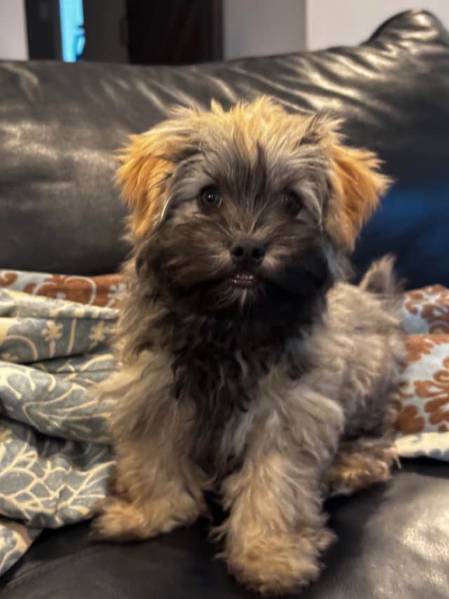 Havanese Puppies media 26