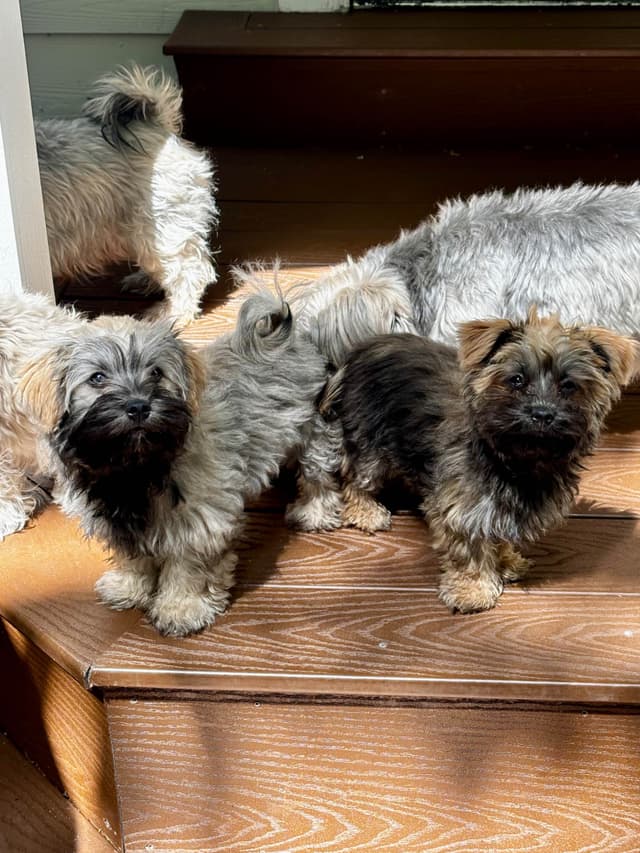 Havanese Puppies media 27