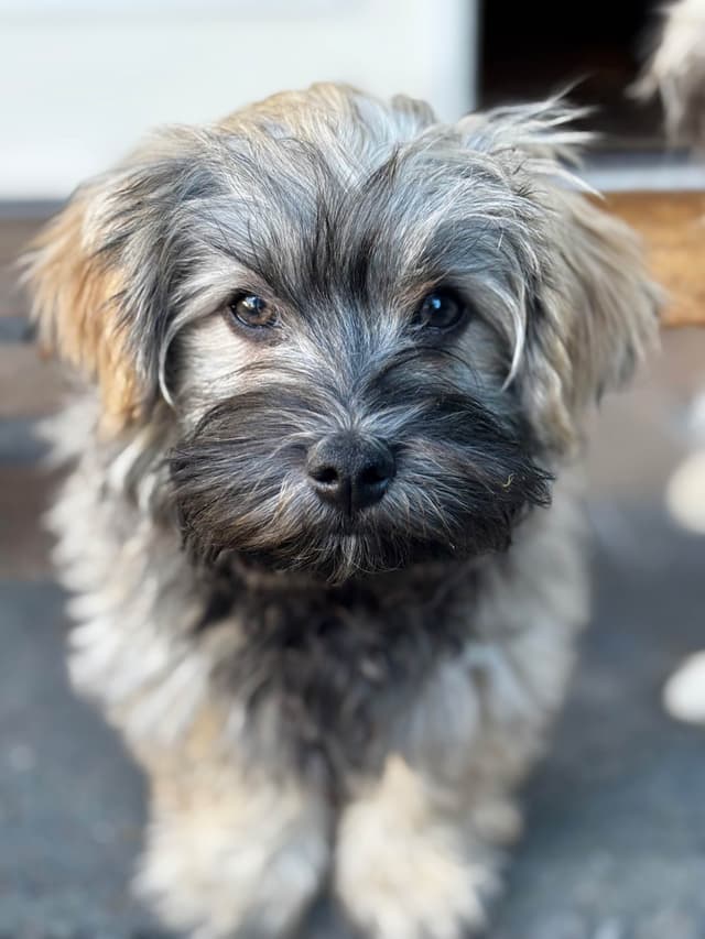 Havanese Puppies media 28